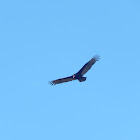 Turkey Vulture