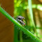 Red-tailed flesh fly, (mating)