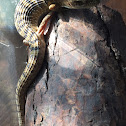 Northern Alligator Lizard