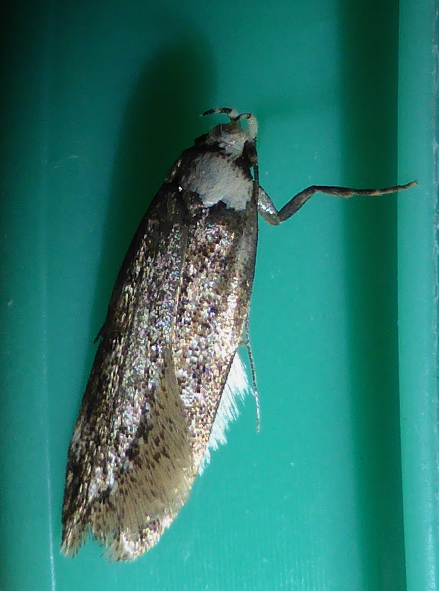 White-shouldered House-Moth