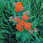 butterfly weed