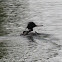 Red-breasted Merganser