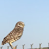 Burrowing owl