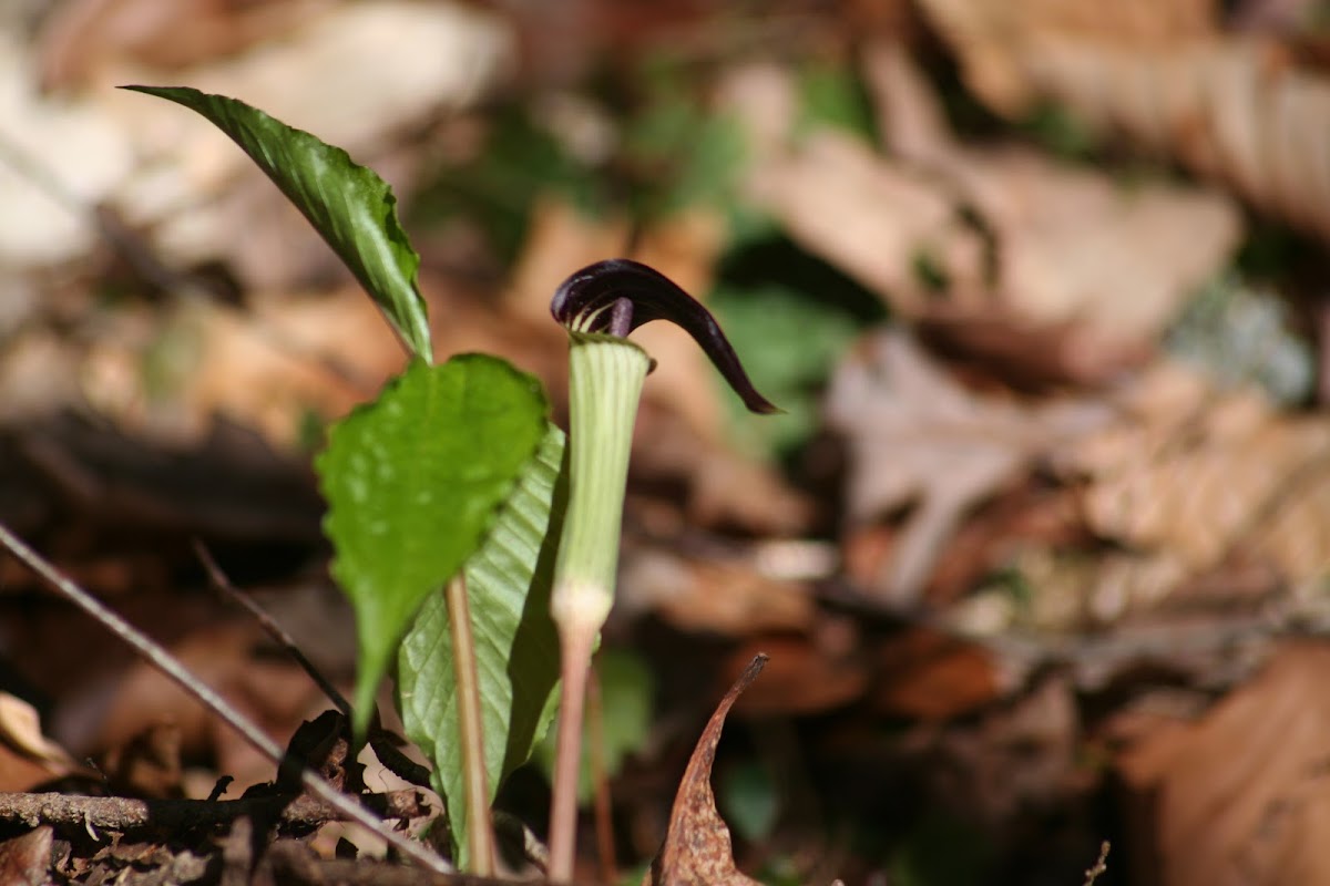 Jack-in-the-Pulpit