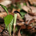 Jack-in-the-Pulpit