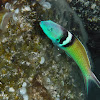 Bluehead Wrasse