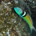 Bluehead Wrasse