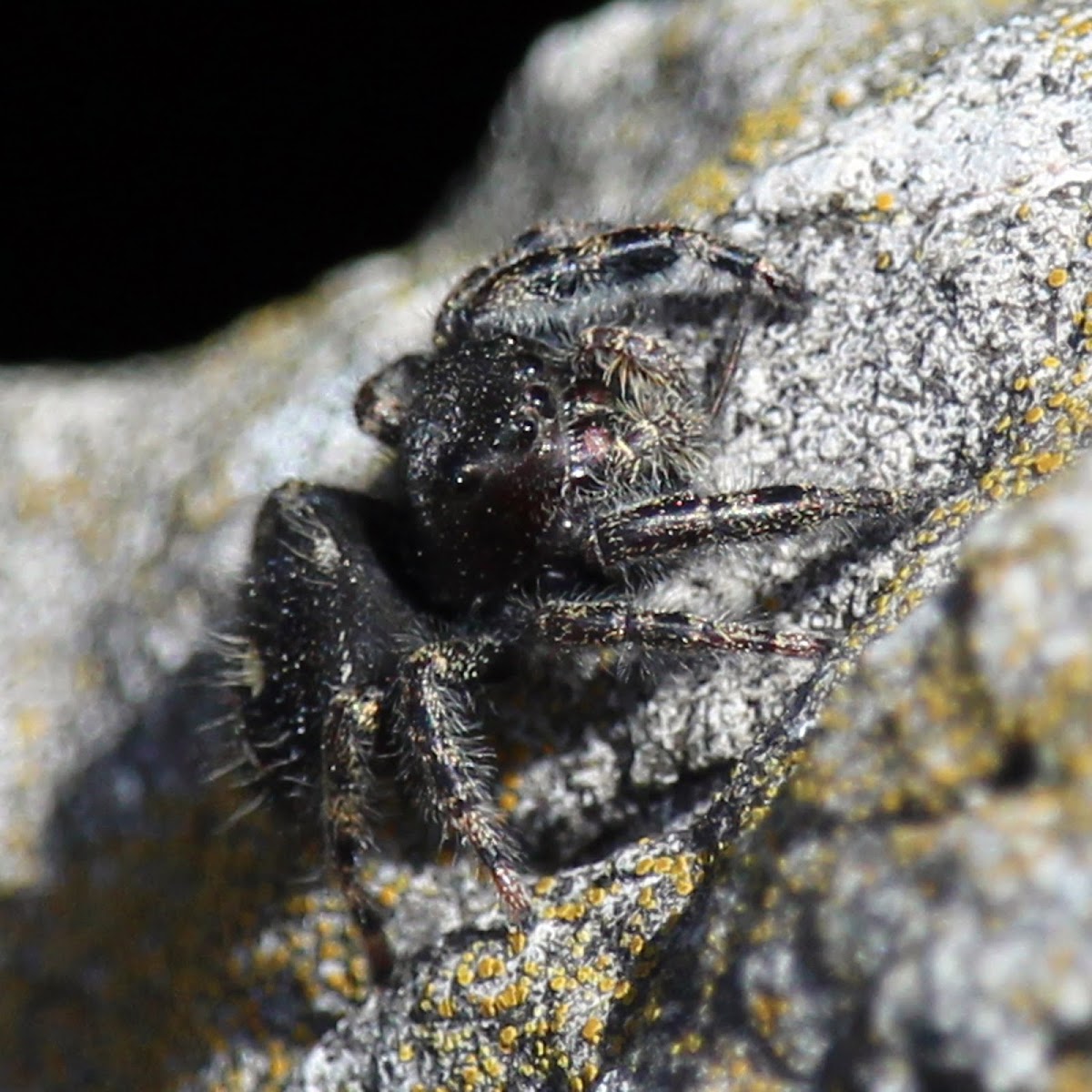 Bold Jumping Spider