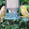 Greenfinch