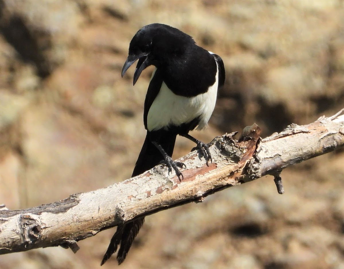 Black-billed magpie