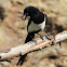 Black-billed magpie