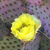 Santa Rita prickly pear