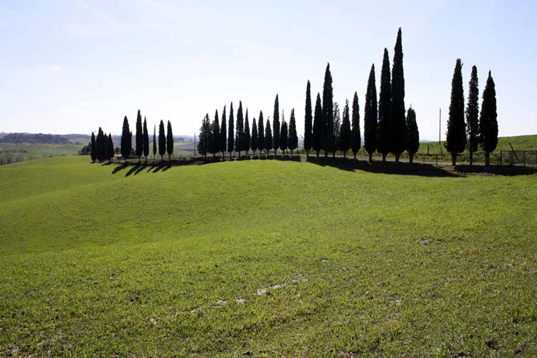 leggere onde verdi di Cimabue