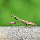 Asian Jumping Mantis