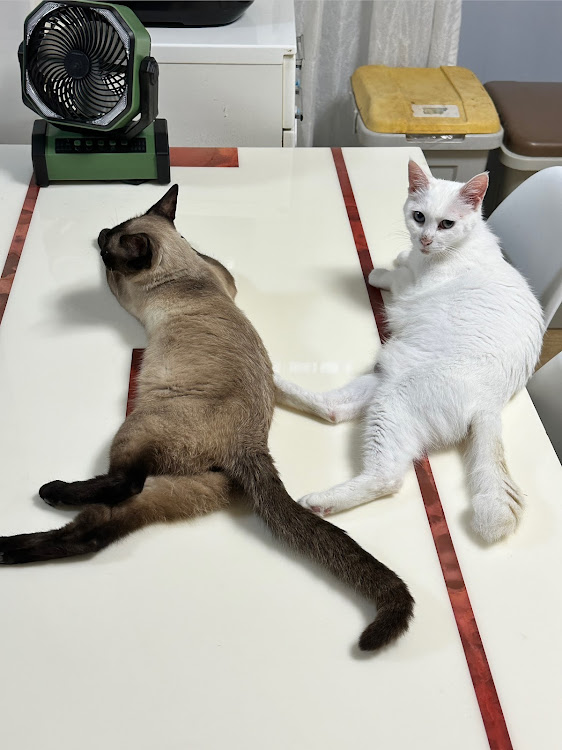 パジェロミニのいつもイイネ&コメントありがとうございます🙇‍♂️・久しぶりのキャンプ・梅雨があけたに関するカスタム事例の投稿画像3枚目