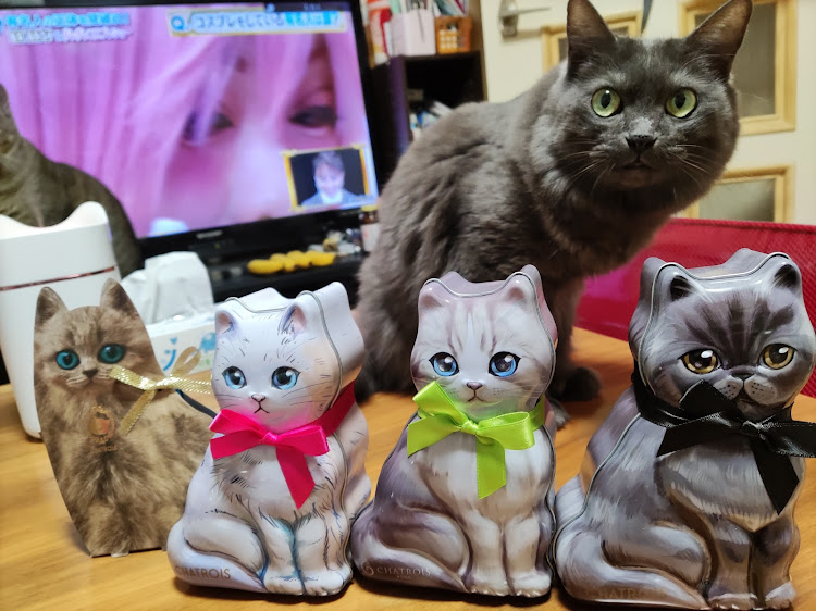 セフィーロワゴンのねこ・帰省・セフィーロワゴン・弾丸ツアー・片道1450kmに関するカスタム事例の投稿画像6枚目