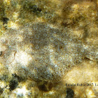 Wide-eyed flounder. Podas