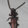 Parasitic Flat Bark Beetle