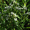 Virginia Mountain Mint