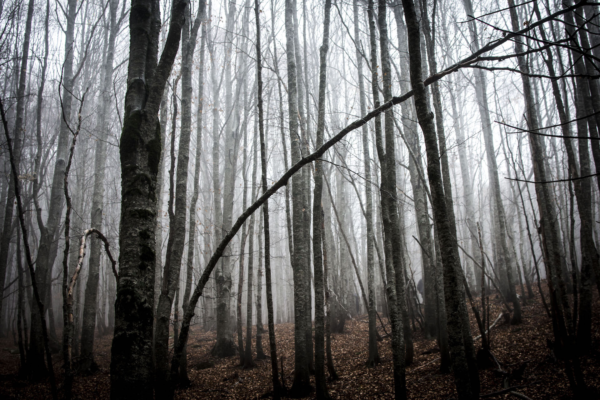 hard foliage  di marastin