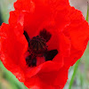 Red poppy