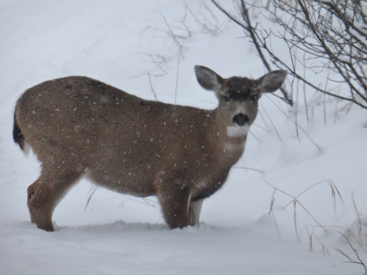 Sitka Black-tailed Deer