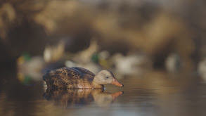 Bass Elite Reeling in Ducks thumbnail