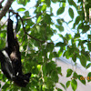 Black Flying Fox