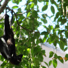 Black Flying Fox