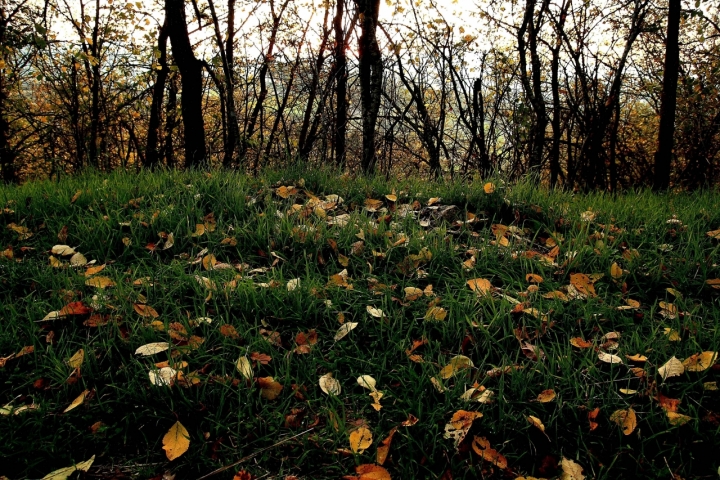 L'autunno... di Dario Pace