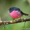 Pink Robin