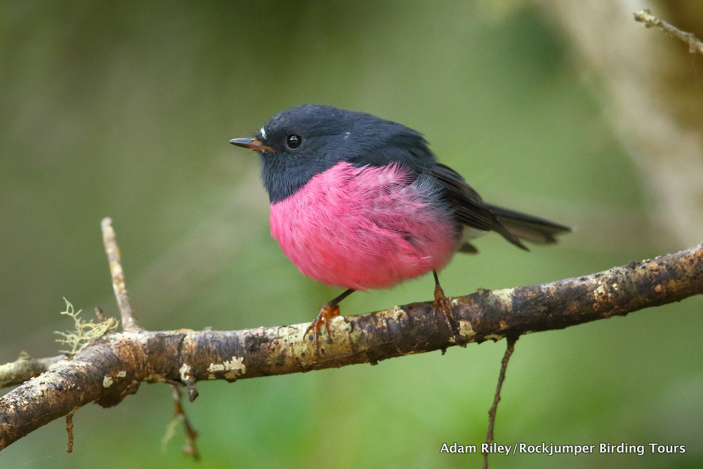 Pink Robin