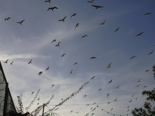 Gabbiani in volo di cafferina