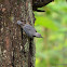 Nuthatches