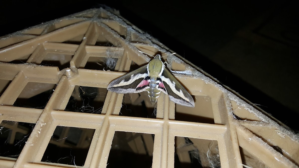 Bedstraw Hawk Moth