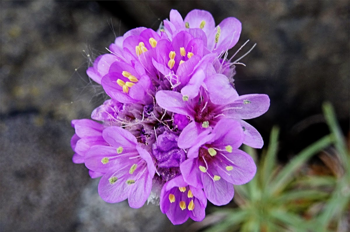 Sea Thrift