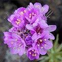 Sea Thrift