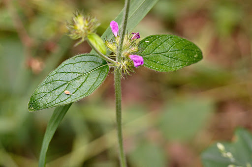 Clinopodium vulgare