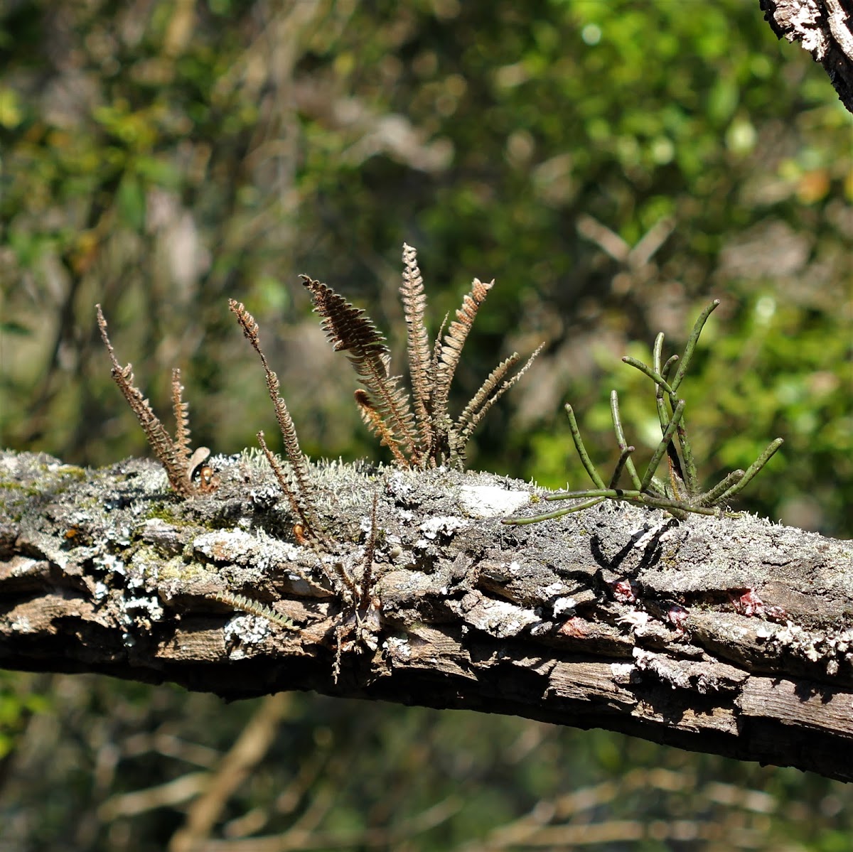 Epiphyte