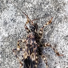 Assassin bug