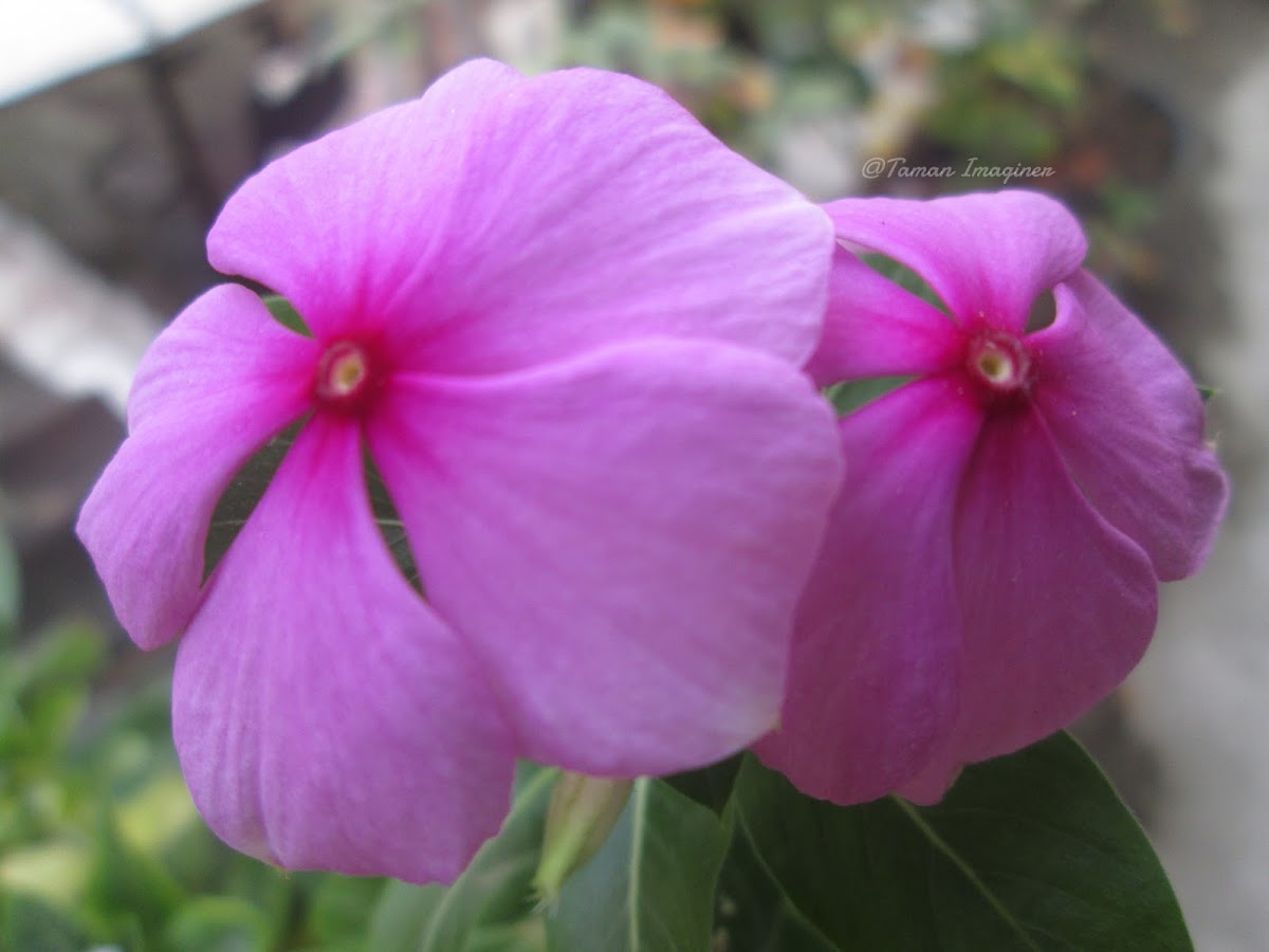 Rosy Periwinkle