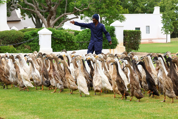 A duck keeper gestures as he guides a flock of Indian Runner ducks, which assist as natural pest-control, in place of pesticides, by eating all the snails and bugs, at the farm during their daily patrol around the Vergenoegd Wine Estate, in Stellenbosch, in Cape Town, South Africa, January 11, 2023.
