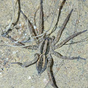 Wolf spider