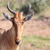 Hartebeest, Kongoni