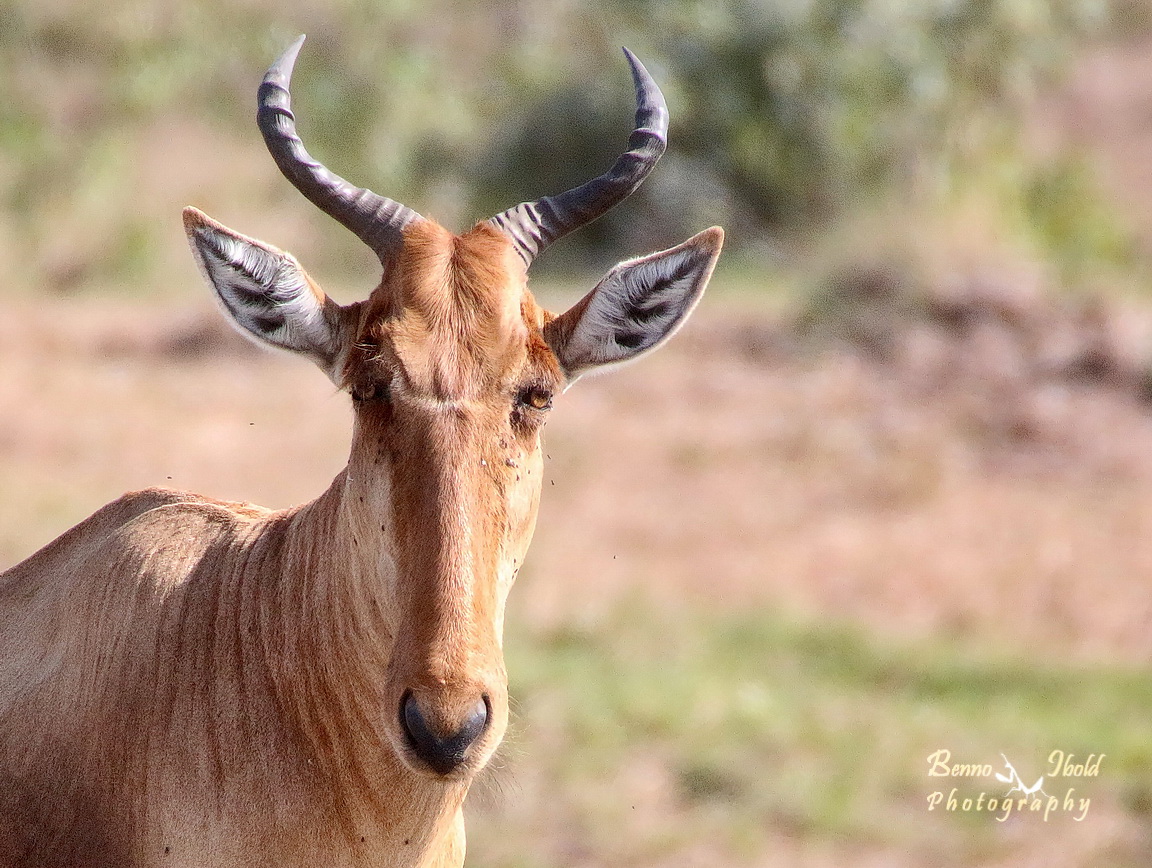 Hartebeest, Kongoni