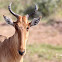 Hartebeest, Kongoni