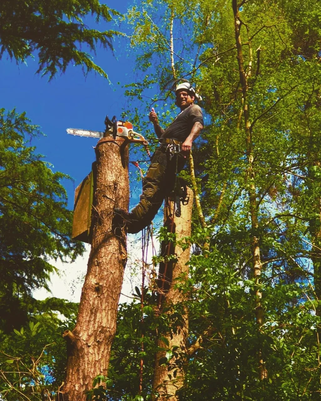 Reduction of a pine tree with trunk decay but saved the bat box 