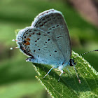 Eastern Tailed-Blue