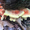 Sulphur Shelf fungus, or Chicken-of-the-Woods