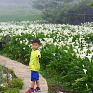 苗榜海芋園